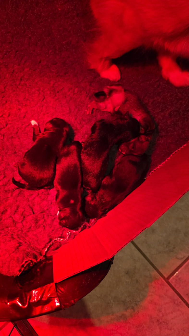Chiot Epagneul tibetain Du Sentier Des Cimes
