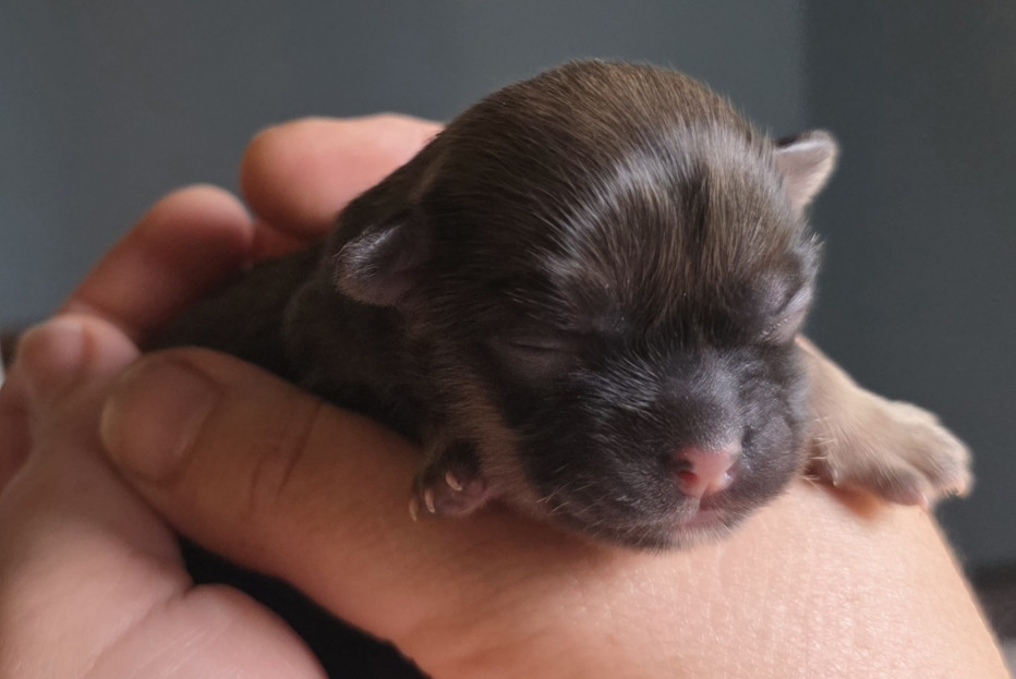 Du Sentier Des Cimes - Chiots disponibles - Epagneul tibetain